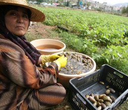 Lebanon: Lower yields