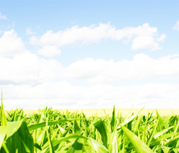 Seed bank hunts for solutions to saltier soil
